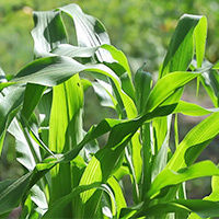 Кукуруза Листья Фото